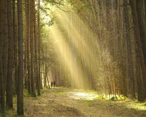 people taking a calm walk in a city park